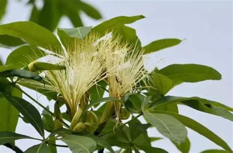 發財樹 開花|發財樹也能開花，全靠這秘訣